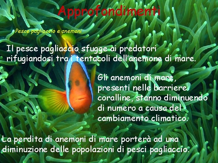 Approfondimenti Pesce pagliaccio e anemoni Il pesce pagliaccio sfugge ai predatori rifugiandosi tra i