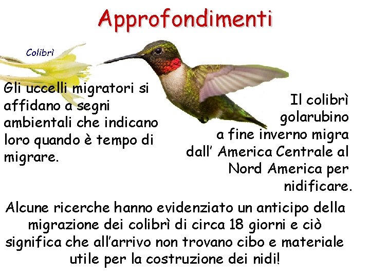 Approfondimenti Colibrì Gli uccelli migratori si affidano a segni ambientali che indicano loro quando