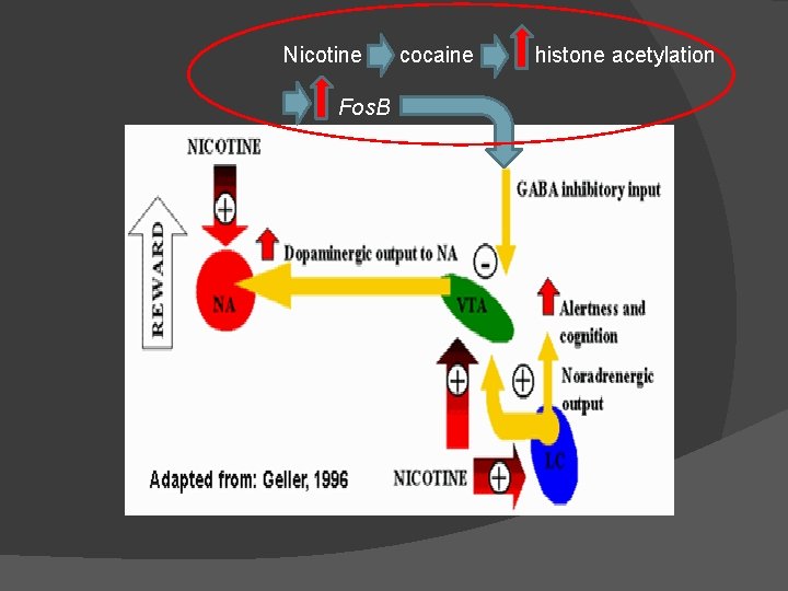 Nicotine Fos. B cocaine histone acetylation 