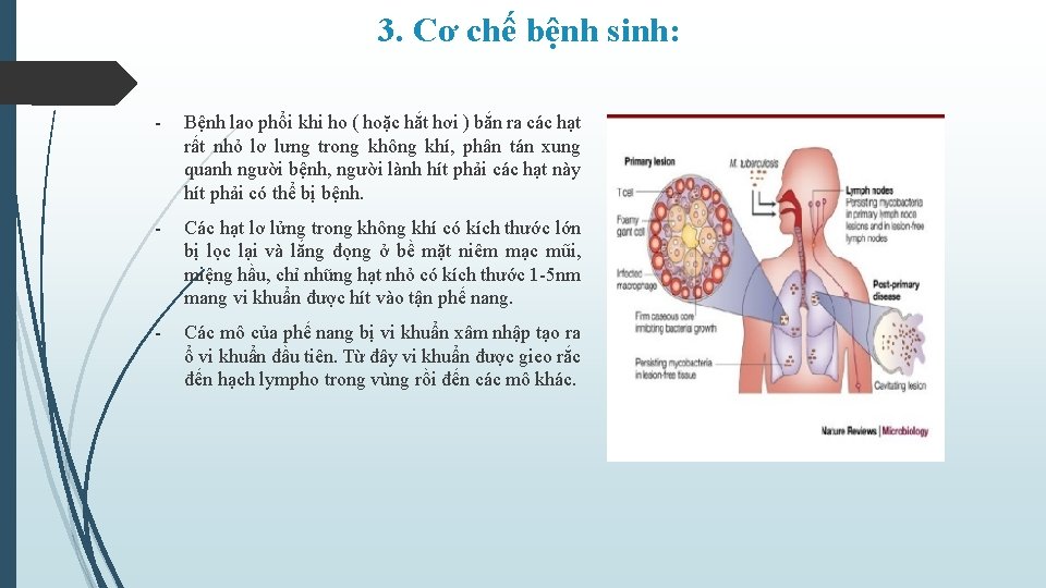3. Cơ chế bệnh sinh: - Bệnh lao phổi khi ho ( hoặc hắt