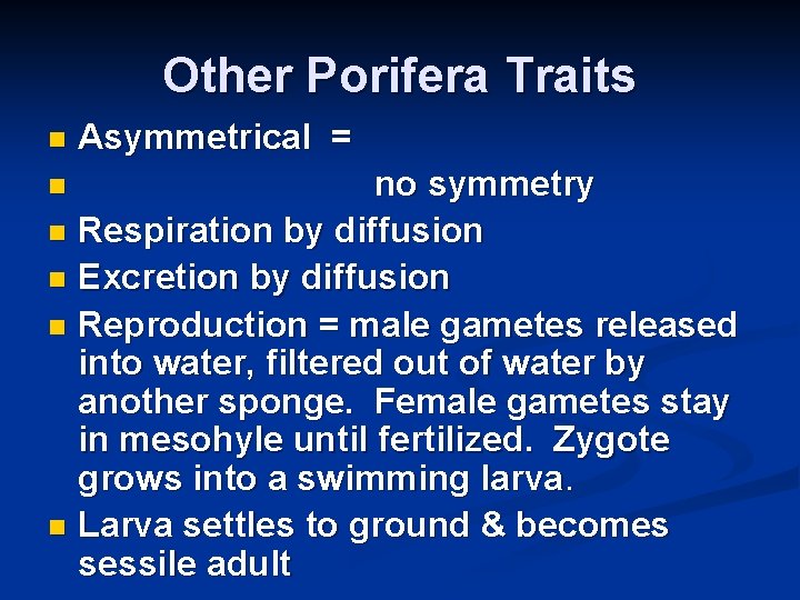 Other Porifera Traits n Asymmetrical = no symmetry n Respiration by diffusion n Excretion