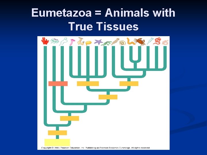 Eumetazoa = Animals with True Tissues 