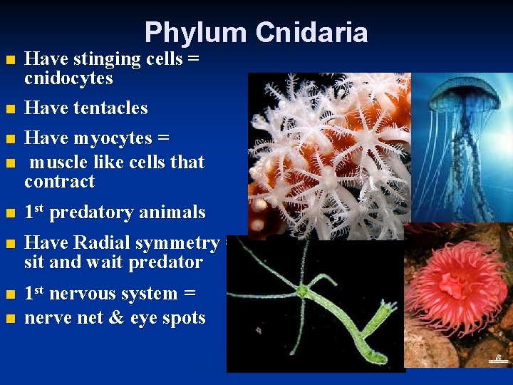 Phylum Cnidaria n n Have stinging cells = cnidocytes Have tentacles n Have myocytes
