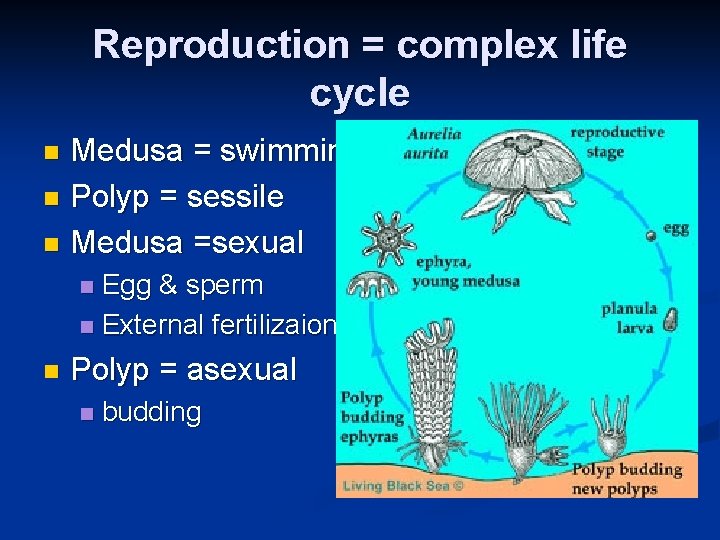 Reproduction = complex life cycle Medusa = swimming n Polyp = sessile n Medusa