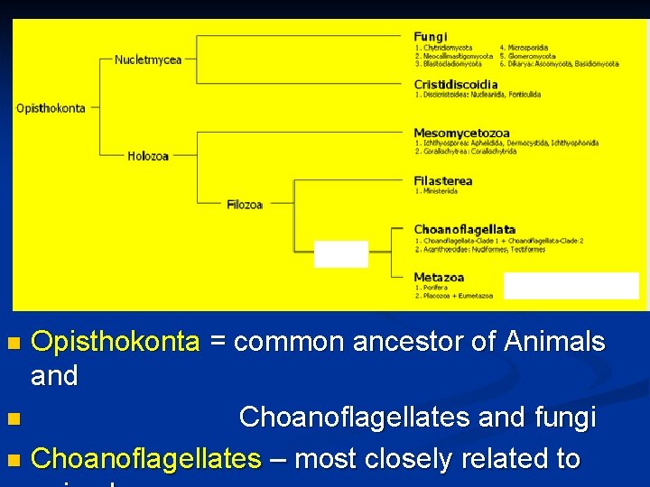 Opisthokonta = common ancestor of Animals and n Choanoflagellates and fungi n Choanoflagellates –