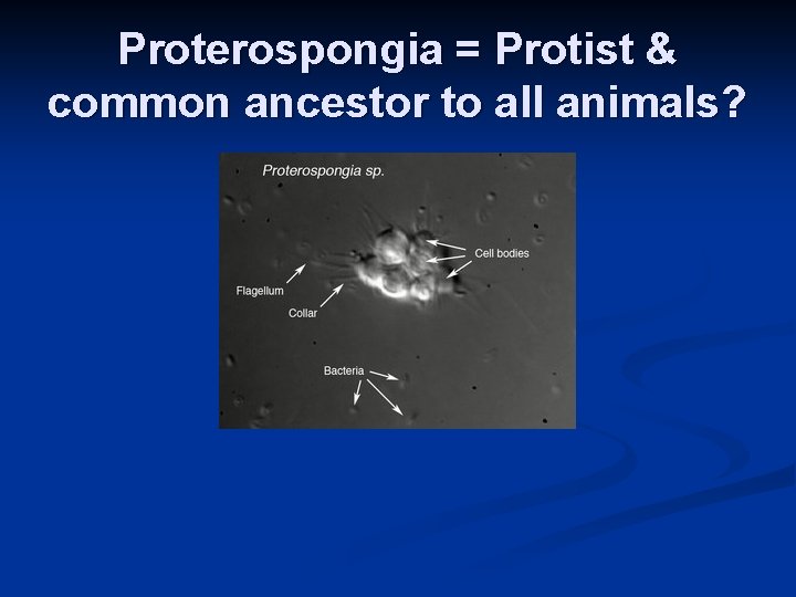 Proterospongia = Protist & common ancestor to all animals? 
