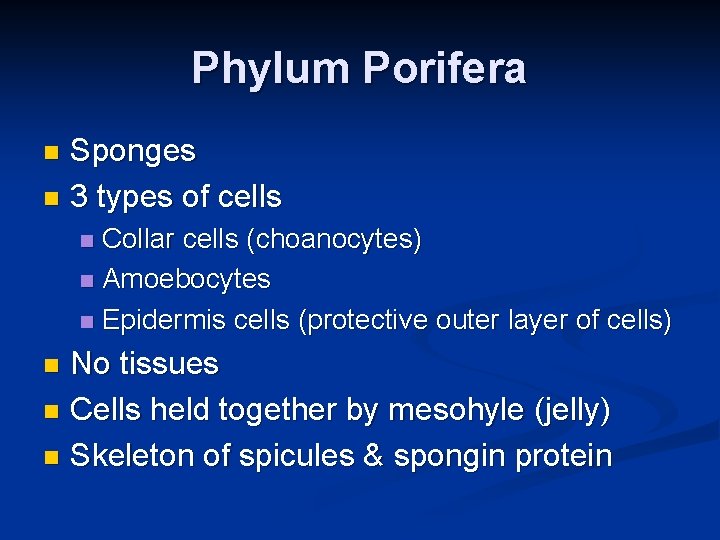 Phylum Porifera Sponges n 3 types of cells n Collar cells (choanocytes) n Amoebocytes