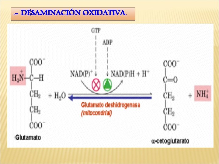 . - DESAMINACIÓN OXIDATIVA. 