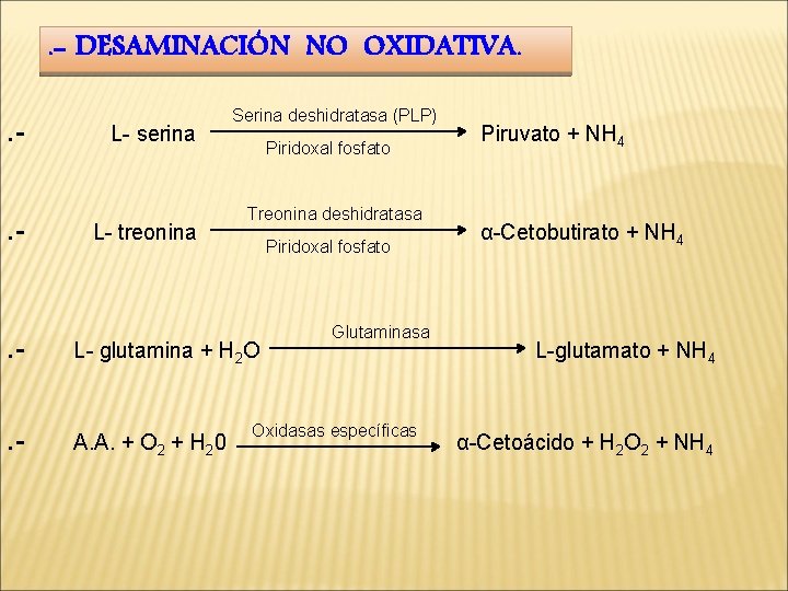 . - DESAMINACIÓN NO OXIDATIVA. . - L- serina L- treonina Serina deshidratasa (PLP)