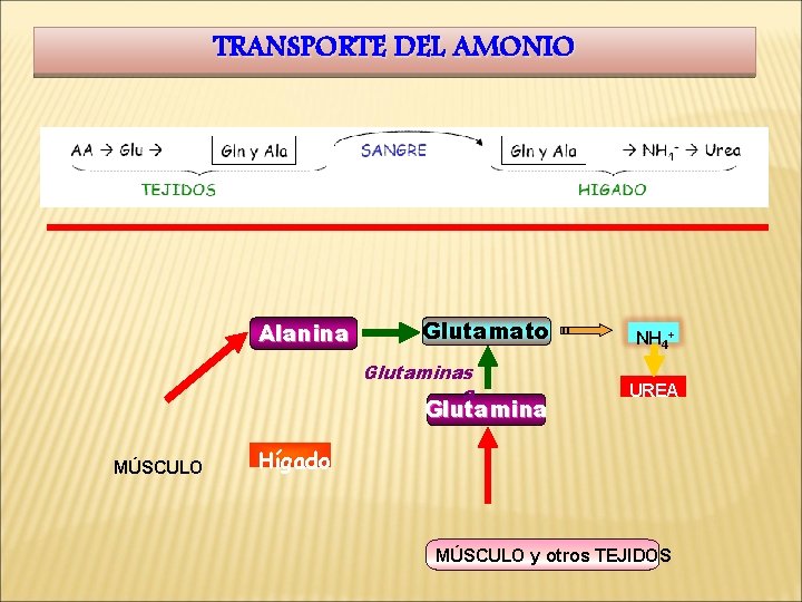 TRANSPORTE DEL AMONIO Alanina Glutamato Glutaminas a Glutamina MÚSCULO NH 4+ UREA Hígado MÚSCULO