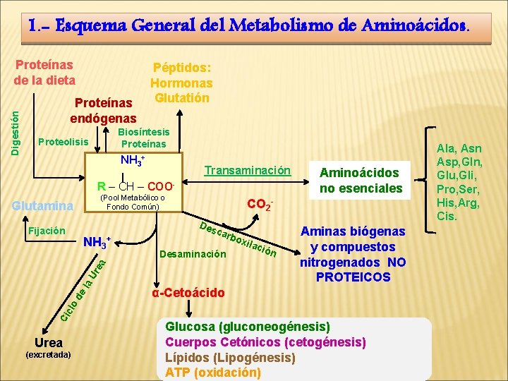 1. - Esquema General del Metabolismo de Aminoácidos. Digestión Proteínas de la dieta Proteínas