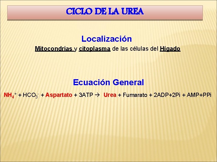 CICLO DE LA UREA Localización Mitocondrias y citoplasma de las células del Hígado Ecuación