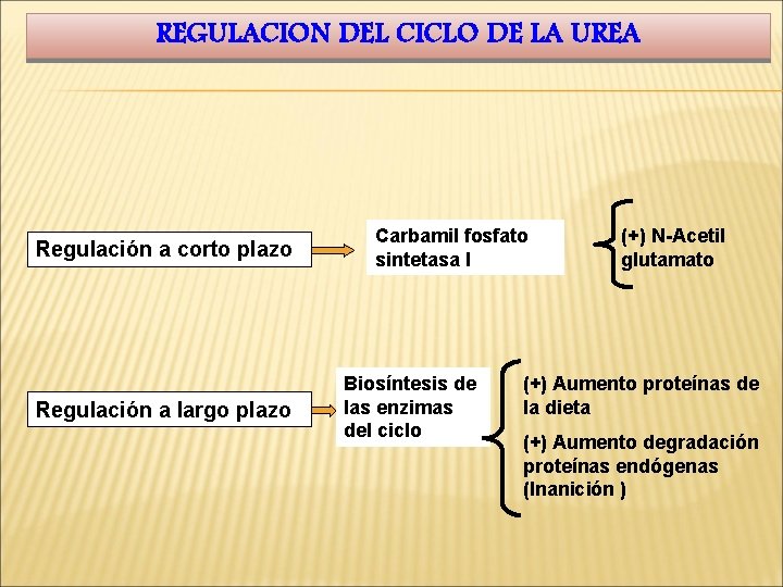 REGULACION DEL CICLO DE LA UREA Regulación a corto plazo Regulación a largo plazo