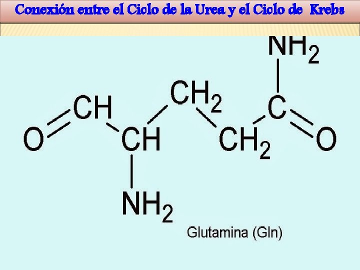 Conexión entre el Ciclo de la Urea y el Ciclo de Krebs 