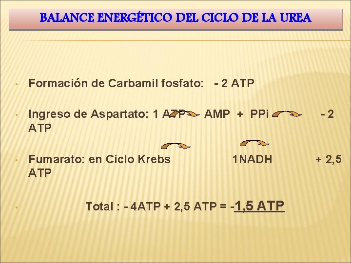 BALANCE ENERGÉTICO DEL CICLO DE LA UREA • Formación de Carbamil fosfato: - 2