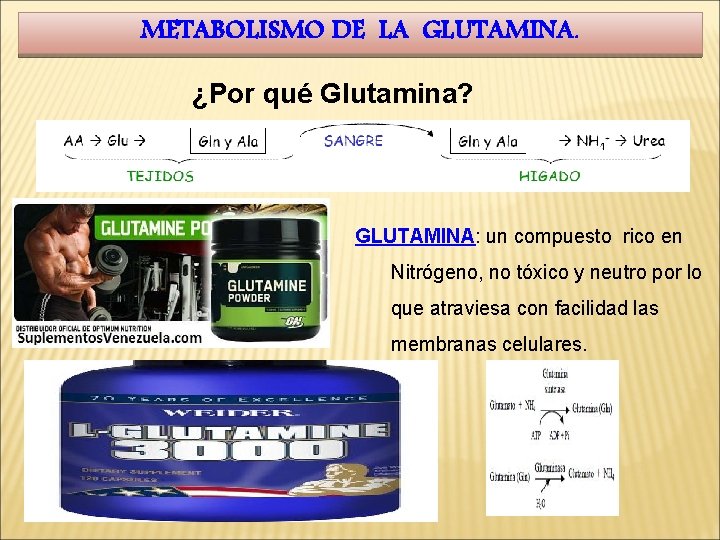 METABOLISMO DE LA GLUTAMINA. ¿Por qué Glutamina? GLUTAMINA: un compuesto rico en GLUTAMINA Nitrógeno,