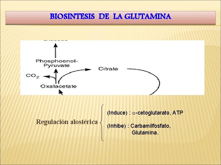 BIOSINTESIS DE LA GLUTAMINA (Induce) : a-cetoglutarato, ATP Regulación alostérica (Inhibe) : Carbamilfosfato, Glutamina.