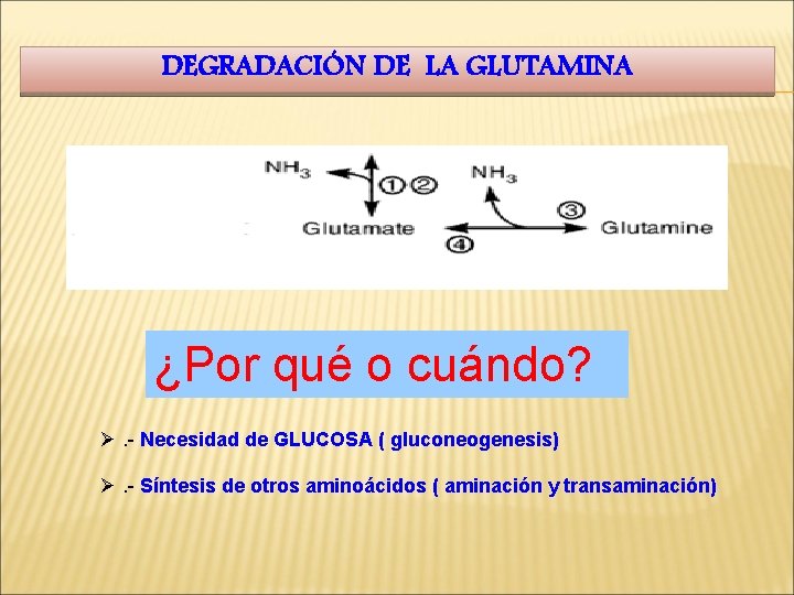 DEGRADACIÓN DE LA GLUTAMINA ¿Por qué o cuándo? Ø. - Necesidad de GLUCOSA (