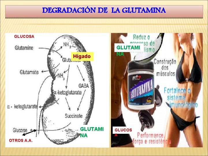 DEGRADACIÓN DE LA GLUTAMINA GLUCOSA Hígado GLUTAMI NA OTROS A. A. GLUTAMI NA GLUCOS