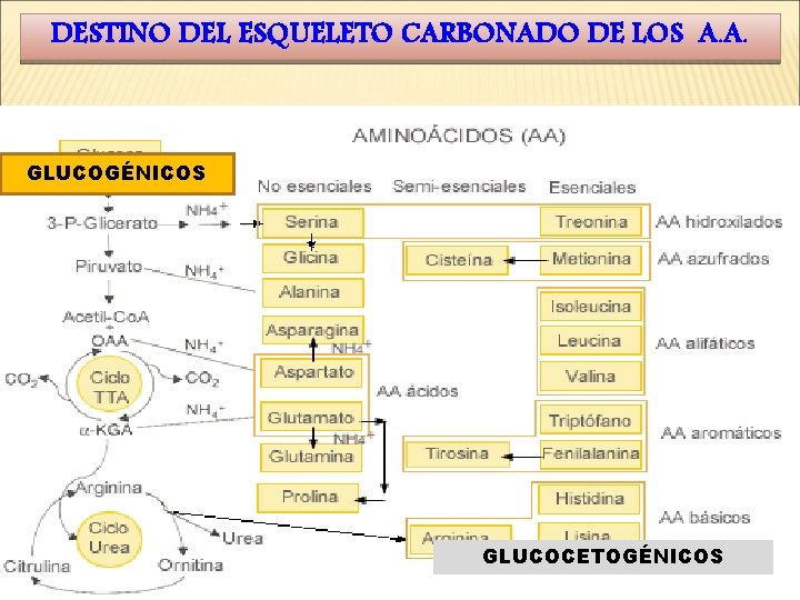 DESTINO DEL ESQUELETO CARBONADO DE LOS A. A. GLUCOGÉNICOS GLUCOCETOGÉNICOS 
