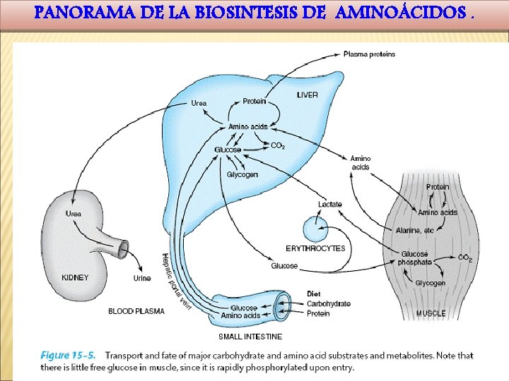 PANORAMA DE LA BIOSINTESIS DE AMINOÁCIDOS. 
