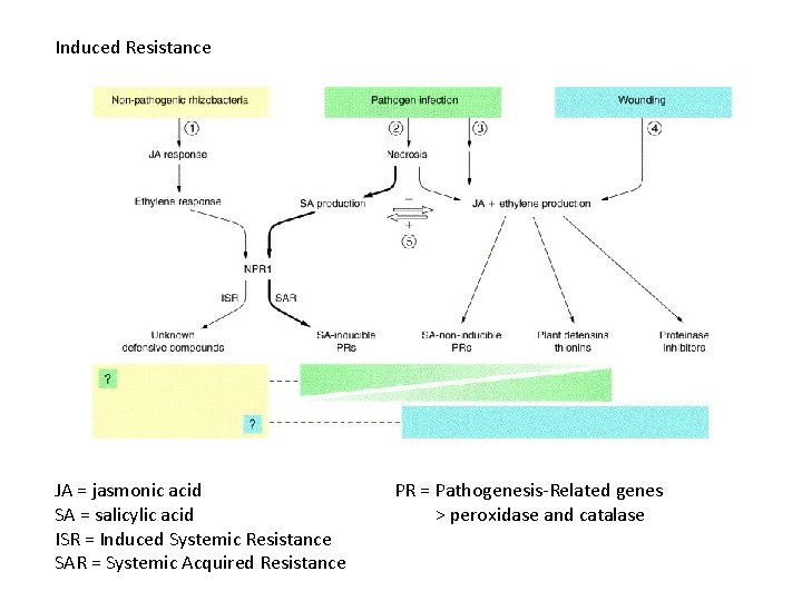 Induced Resistance JA = jasmonic acid SA = salicylic acid ISR = Induced Systemic