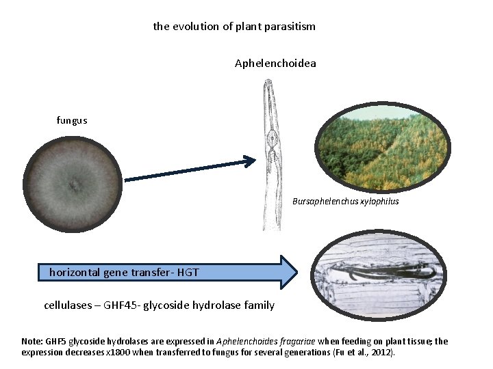 the evolution of plant parasitism Aphelenchoidea fungus Bursaphelenchus xylophilus horizontal gene transfer- HGT cellulases