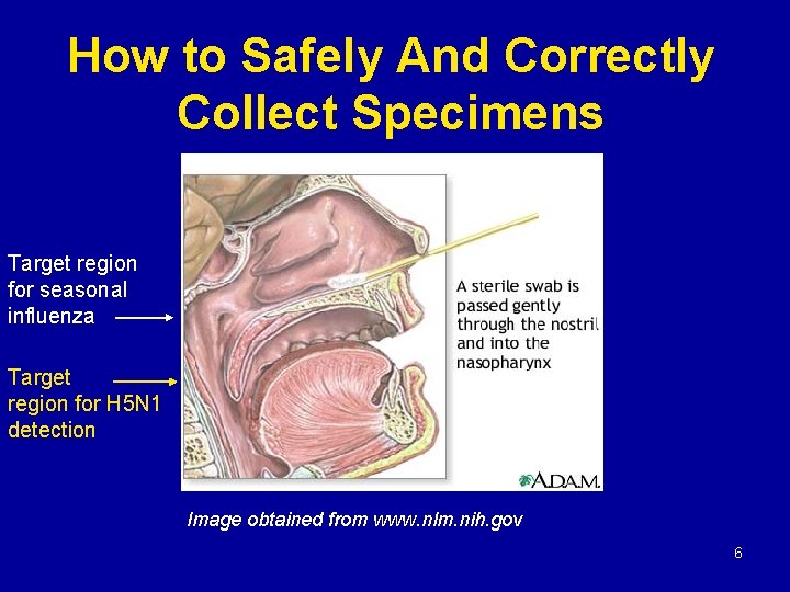 How to Safely And Correctly Collect Specimens Target region for seasonal influenza Target region