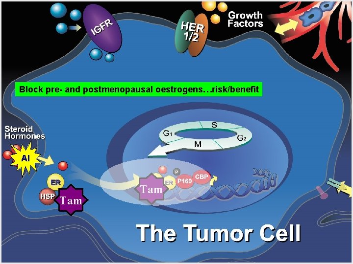 Block pre- and postmenopausal oestrogens…risk/benefit AI Tam 