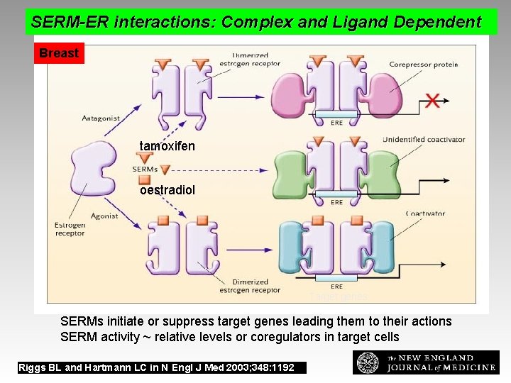 SERM-ER interactions: Complex and Ligand Dependent Estrogen-Receptor Action Breast tamoxifen oestradiol Target genes SERMs