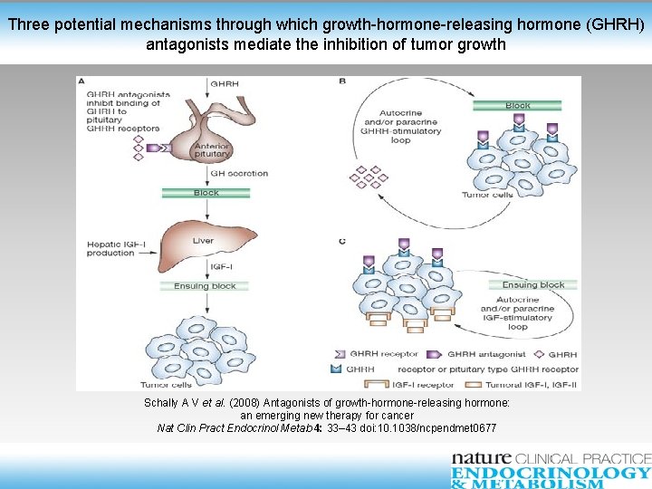 Three potential mechanisms through which growth-hormone-releasing hormone (GHRH) antagonists mediate the inhibition of tumor