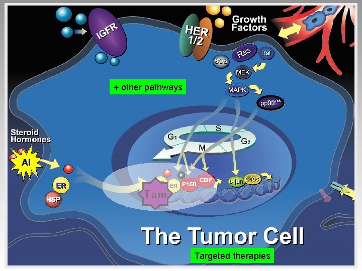 + other pathways AI Tam Targeted therapies 