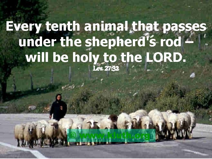 Every tenth animal that passes under the shepherd's rod – will be holy to