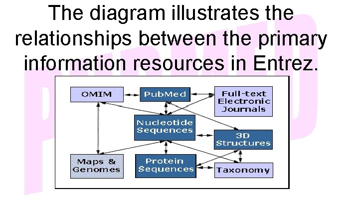 The diagram illustrates the relationships between the primary information resources in Entrez. 