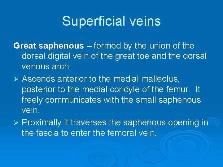 Superficial veins Great saphenous – formed by the union of the dorsal digital vein