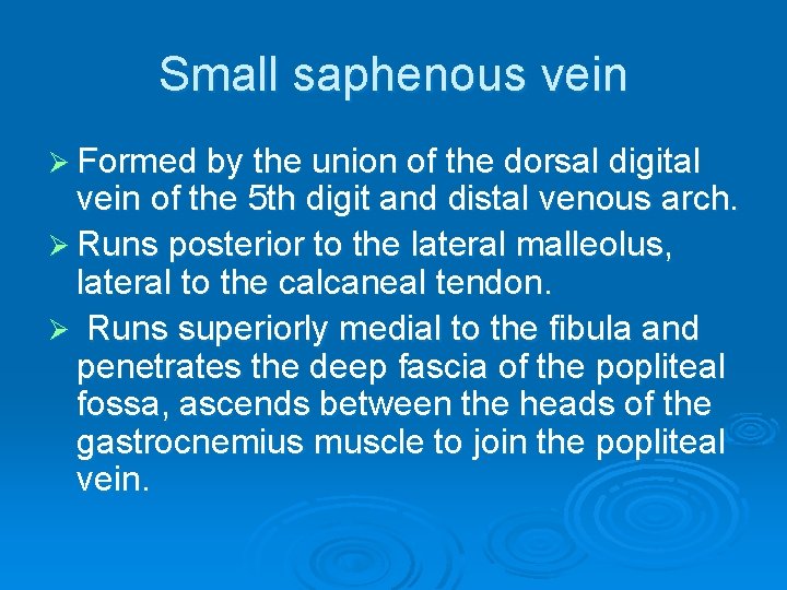 Small saphenous vein Ø Formed by the union of the dorsal digital vein of