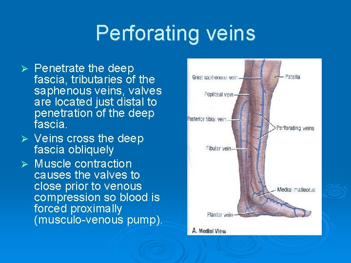 Perforating veins Penetrate the deep fascia, tributaries of the saphenous veins, valves are located