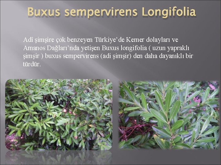 Buxus sempervirens Longifolia Adî şimşire çok benzeyen Türkiye’de Kemer dolayları ve Amanos Dağları’nda yetişen