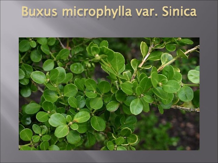 Buxus microphylla var. Sinica 