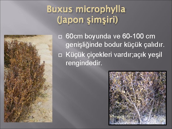 Buxus microphylla (Japon şimşiri) 60 cm boyunda ve 60 -100 cm genişliğinde bodur küçük