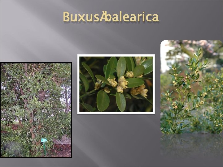 Buxus balearica 