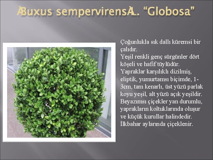  Buxus sempervirens L. “Globosa” Çoğunlukla sık dallı küremsi bir çalıdır. Yeşil renkli genç