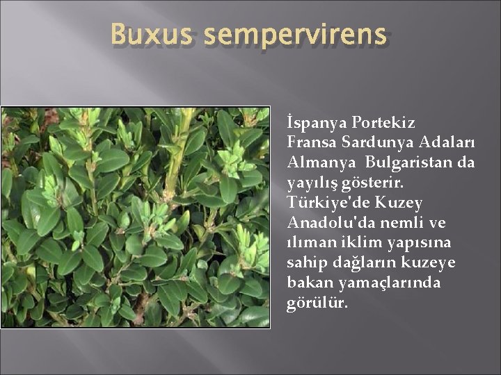 Buxus sempervirens İspanya Portekiz Fransa Sardunya Adaları Almanya Bulgaristan da yayılış gösterir. Türkiye'de Kuzey