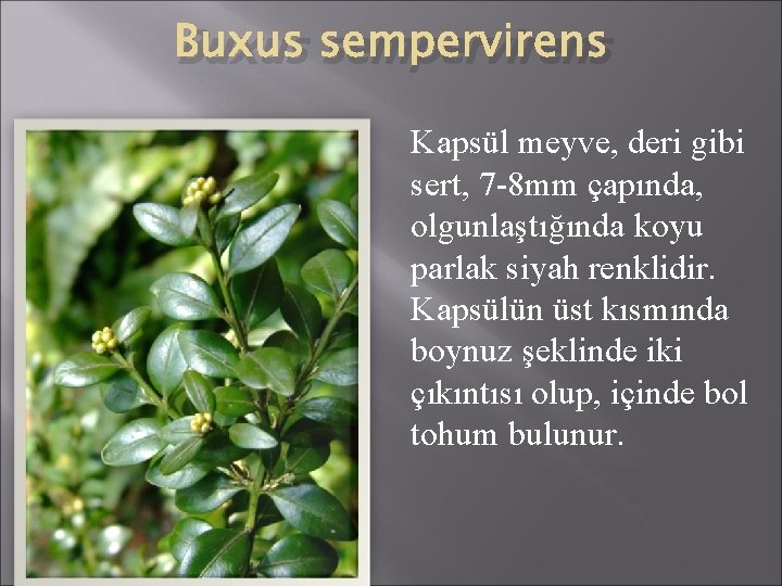 Buxus sempervirens Kapsül meyve, deri gibi sert, 7 -8 mm çapında, olgunlaştığında koyu parlak