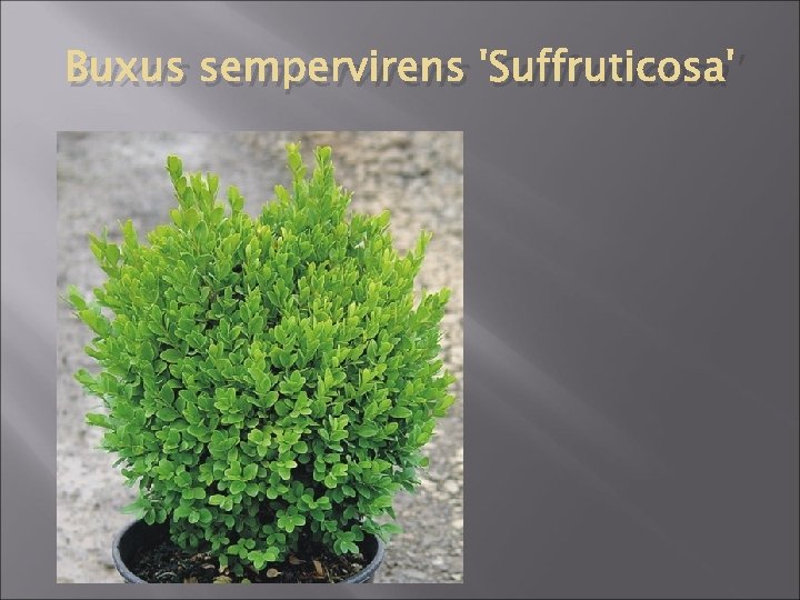 Buxus sempervirens 'Suffruticosa' 