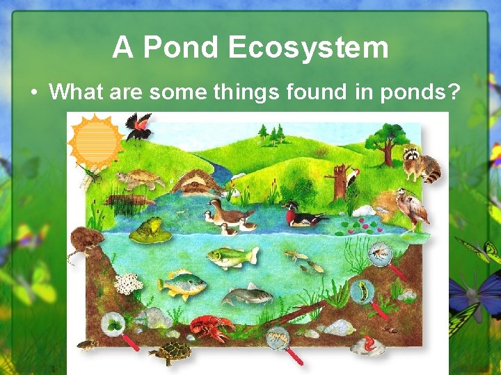 A Pond Ecosystem • What are some things found in ponds? 