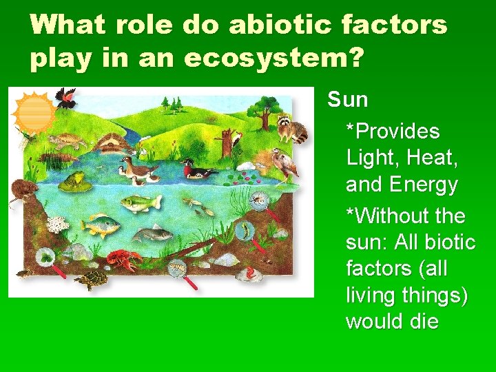 What role do abiotic factors play in an ecosystem? Sun *Provides Light, Heat, and