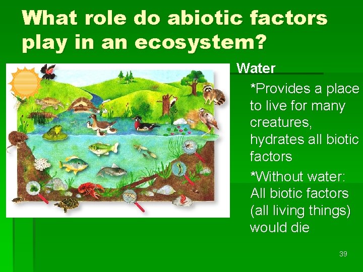 What role do abiotic factors play in an ecosystem? Water *Provides a place to