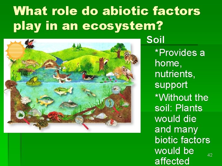 What role do abiotic factors play in an ecosystem? Soil *Provides a home, nutrients,