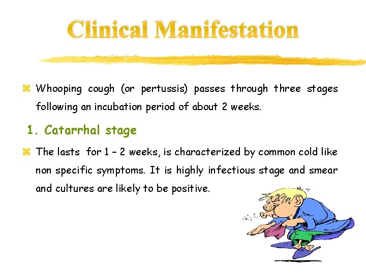 Clinical Manifestation z Whooping cough (or pertussis) passes through three stages following an incubation